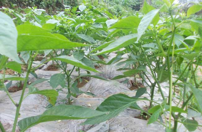 新澳门免费原料网大全