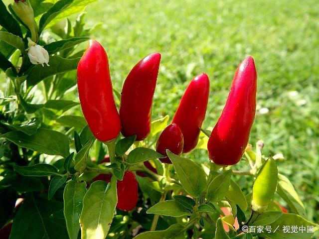 新澳门免费原料网大全