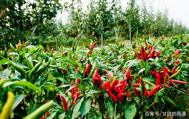 新澳门免费原料网大全
