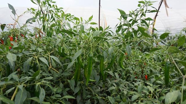 新澳门免费原料网大全