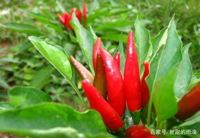 新澳门免费原料网大全