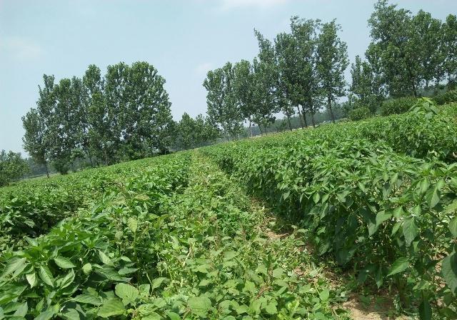 新澳门免费原料网大全