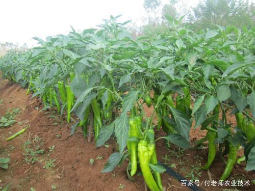 新澳门免费原料网大全