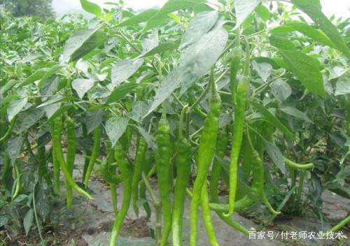 新澳门免费原料网大全