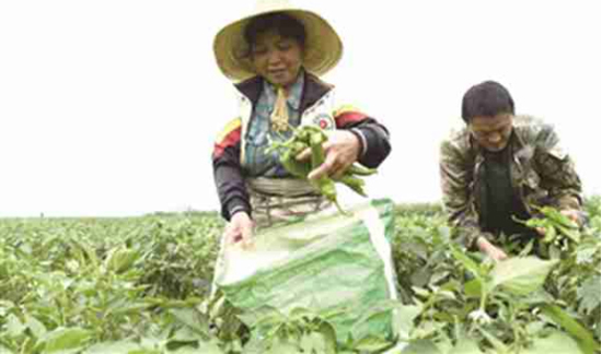 新澳门免费原料网大全