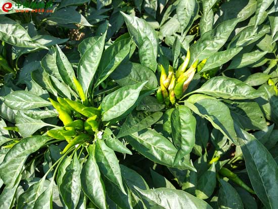 新澳门免费原料网大全