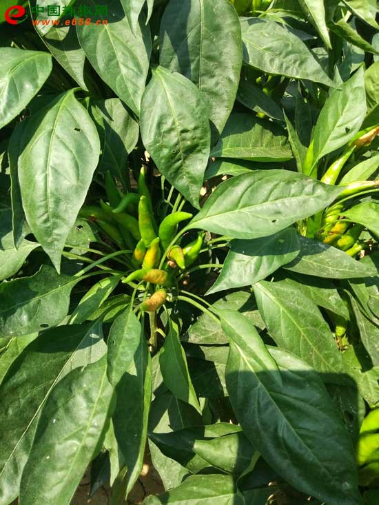 新澳门免费原料网大全