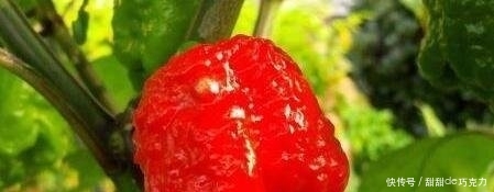 新澳门免费原料网大全