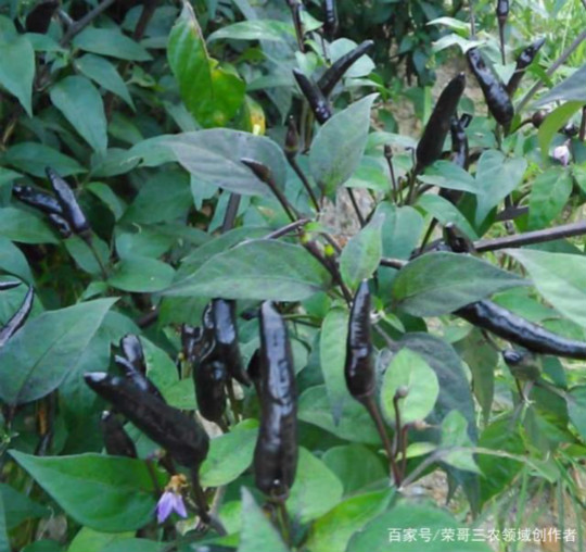 新澳门免费原料网大全